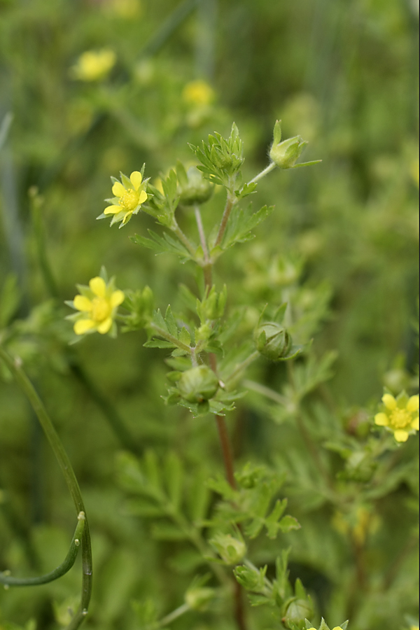 Image of Potentilla supina specimen.