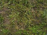 Corrigiola litoralis. Цветущие растения на песчаном берегу. Нидерланды, провинция Gelderland, Gendt, Gendtsche Polder, старица реки Ваал (основной рукав в дельте Рейна). 4 сентября 2010 г.