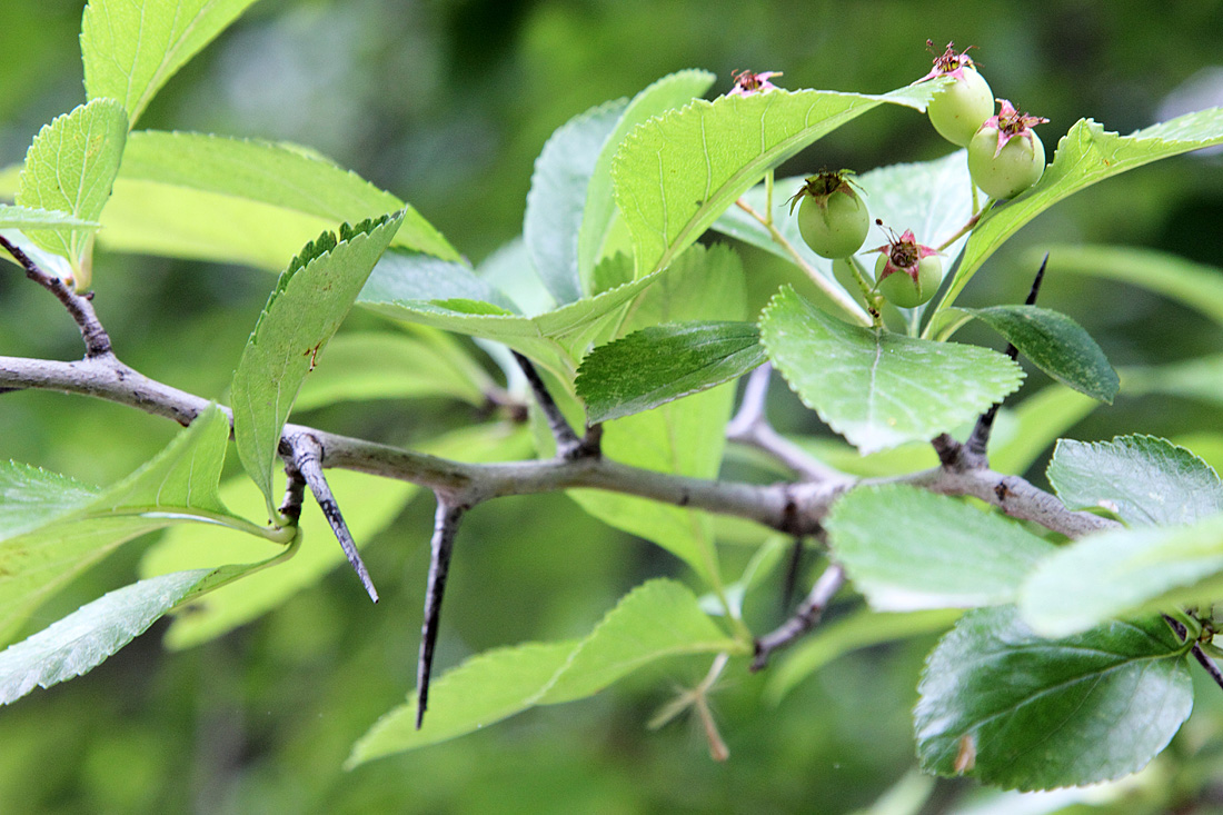 Изображение особи Crataegus canbyi.