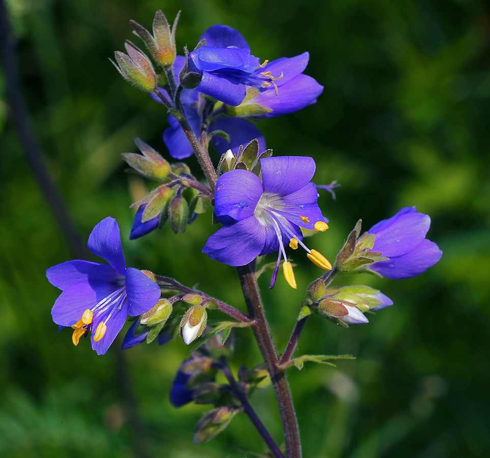 Image of Polemonium caeruleum specimen.