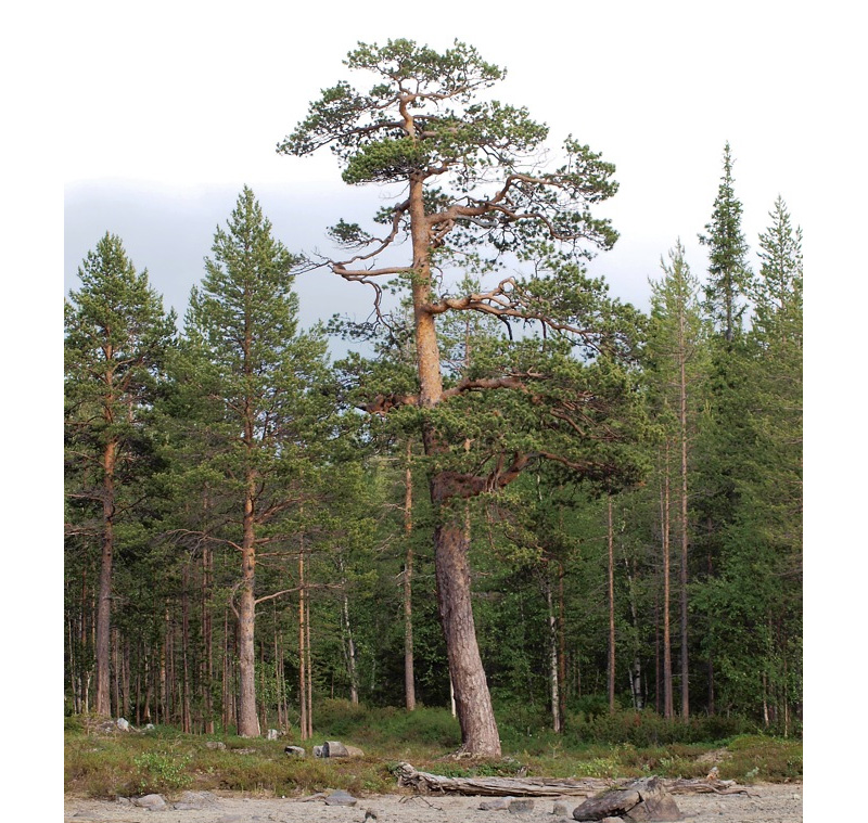 Image of Pinus friesiana specimen.