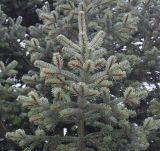 Abies nordmanniana. Часть кроны молодого дерева (вид снизу). Германия, г. Кемпен, \"Рождественая Ёлка\". 16.11.2012.