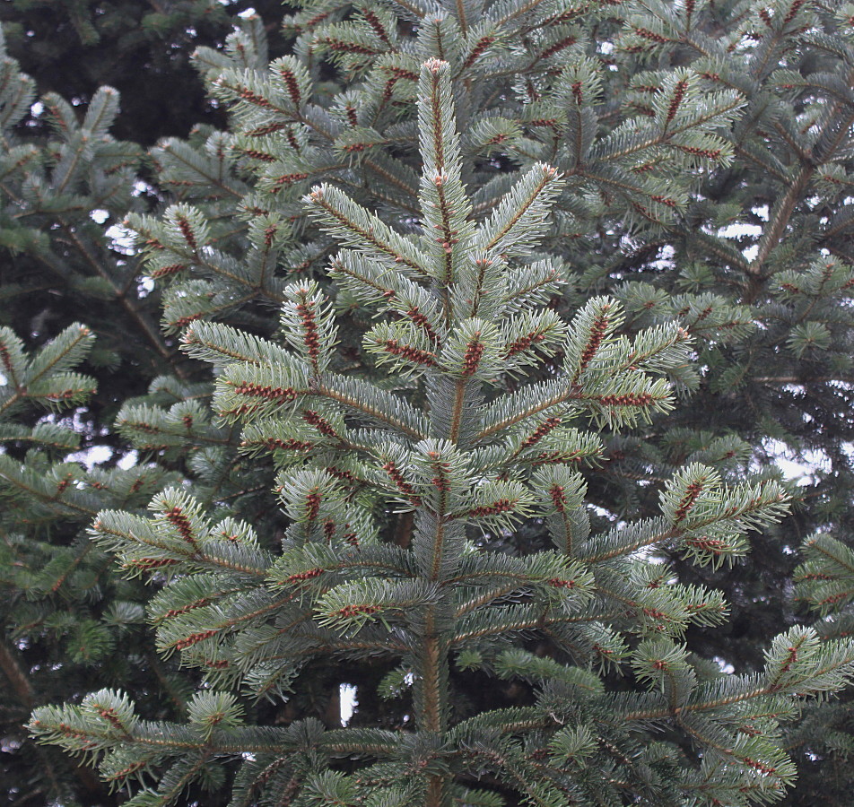 Image of Abies nordmanniana specimen.