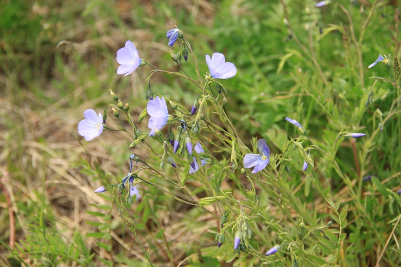 Изображение особи Linum baicalense.