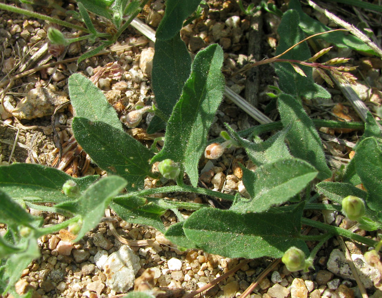 Image of genus Convolvulus specimen.