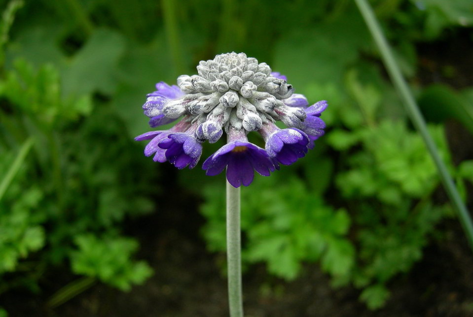 Image of Primula capitata specimen.