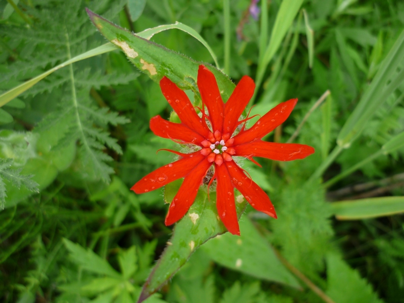 Image of Lychnis fulgens specimen.