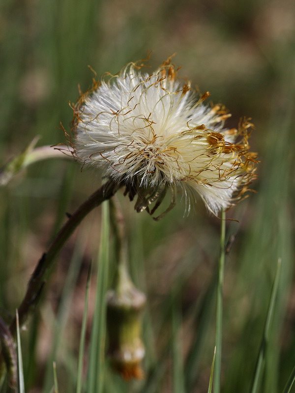 Изображение особи Tussilago farfara.