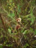 Gladiolus tenuis