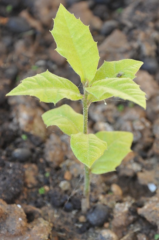 Изображение особи Quercus ilex.