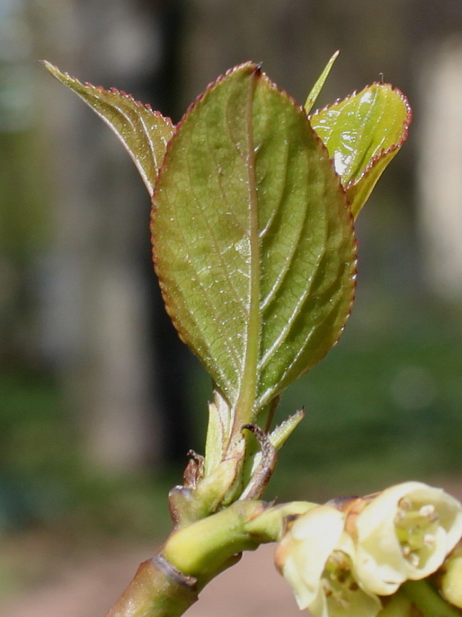 Изображение особи Stachyurus praecox.