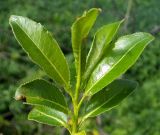 Salix pentandra