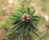 genus Pinus. Верхушка побега с почками. Владивосток, Ботанический сад-институт ДВО РАН. 28 апреля 2013 г.