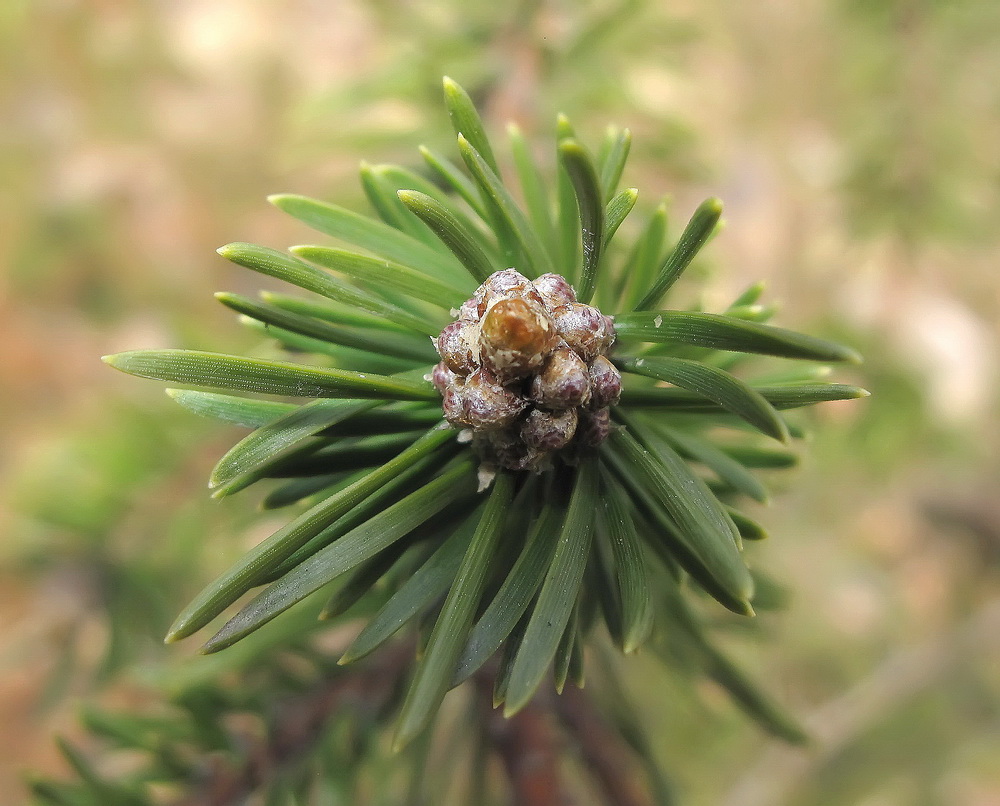 Image of genus Pinus specimen.