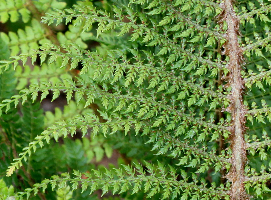 Image of Polystichum setiferum specimen.