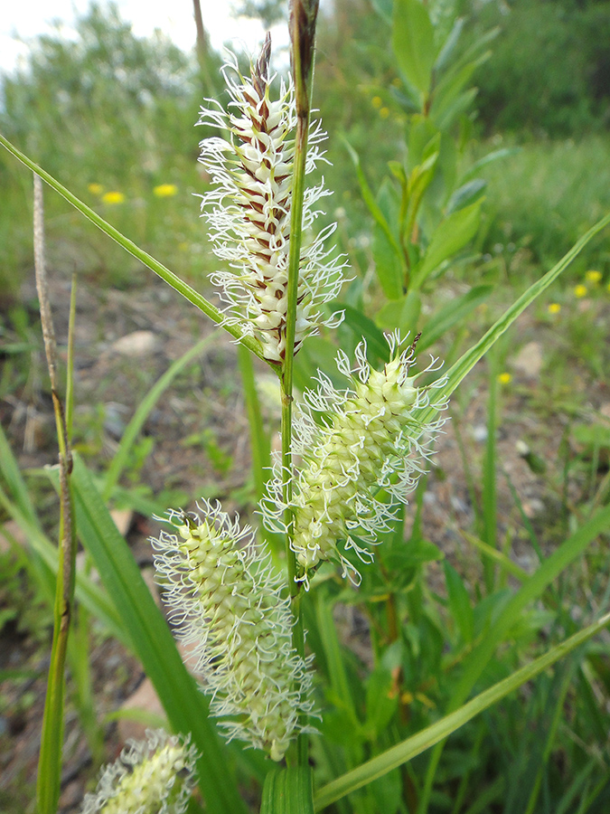 Image of Carex rhynchophysa specimen.