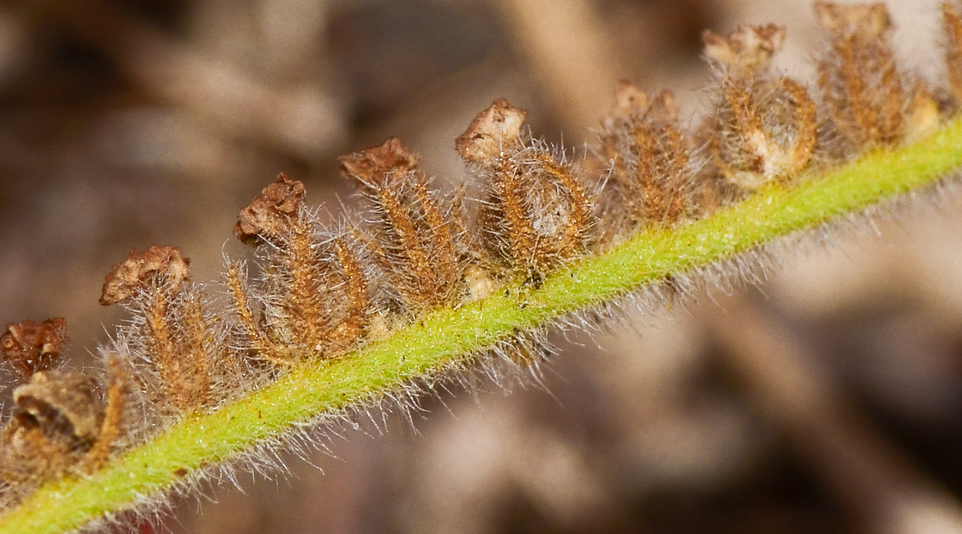 Image of Heliotropium suaveolens specimen.