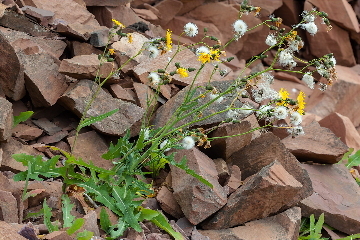 Image of Sonchus arvensis specimen.