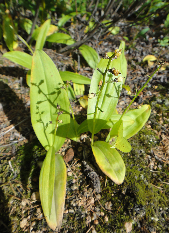 Image of Smilacina trifolia specimen.