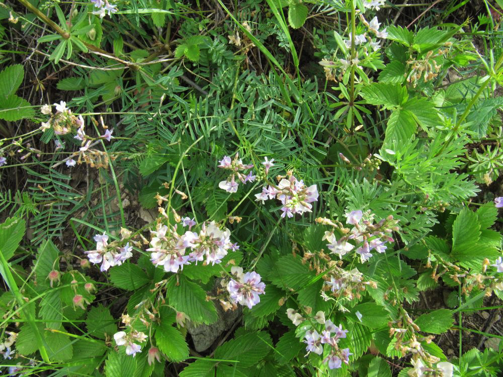 Image of Astragalus silvisteppaceus specimen.