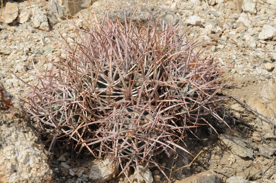 Image of Echinocactus polycephalus specimen.