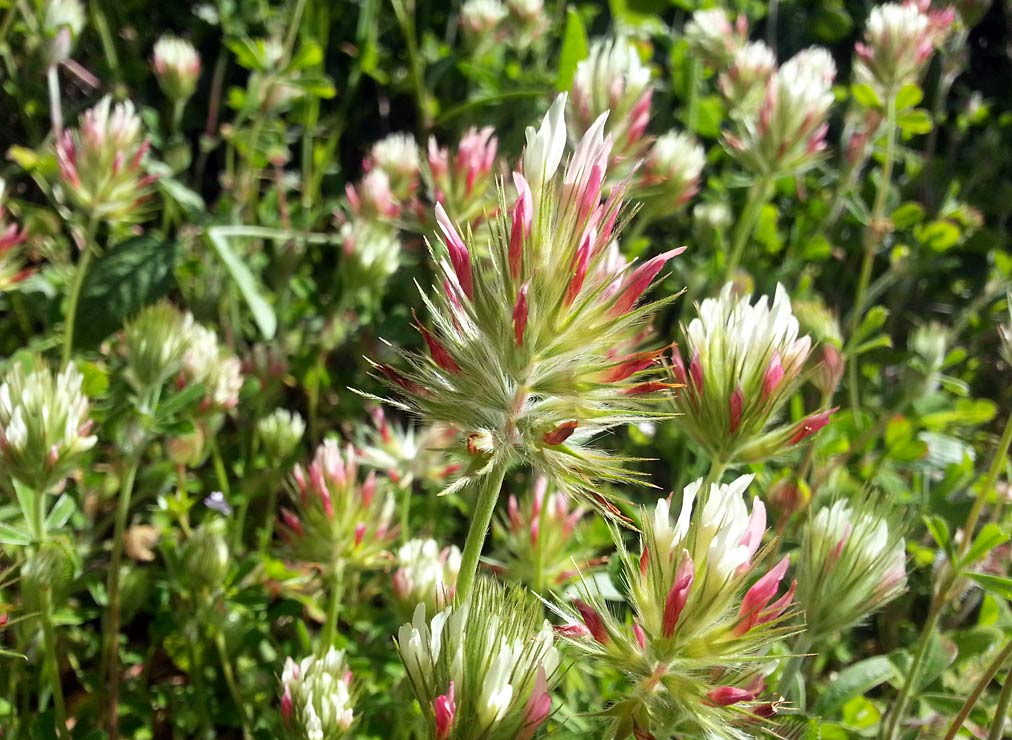 Image of Trifolium stellatum specimen.