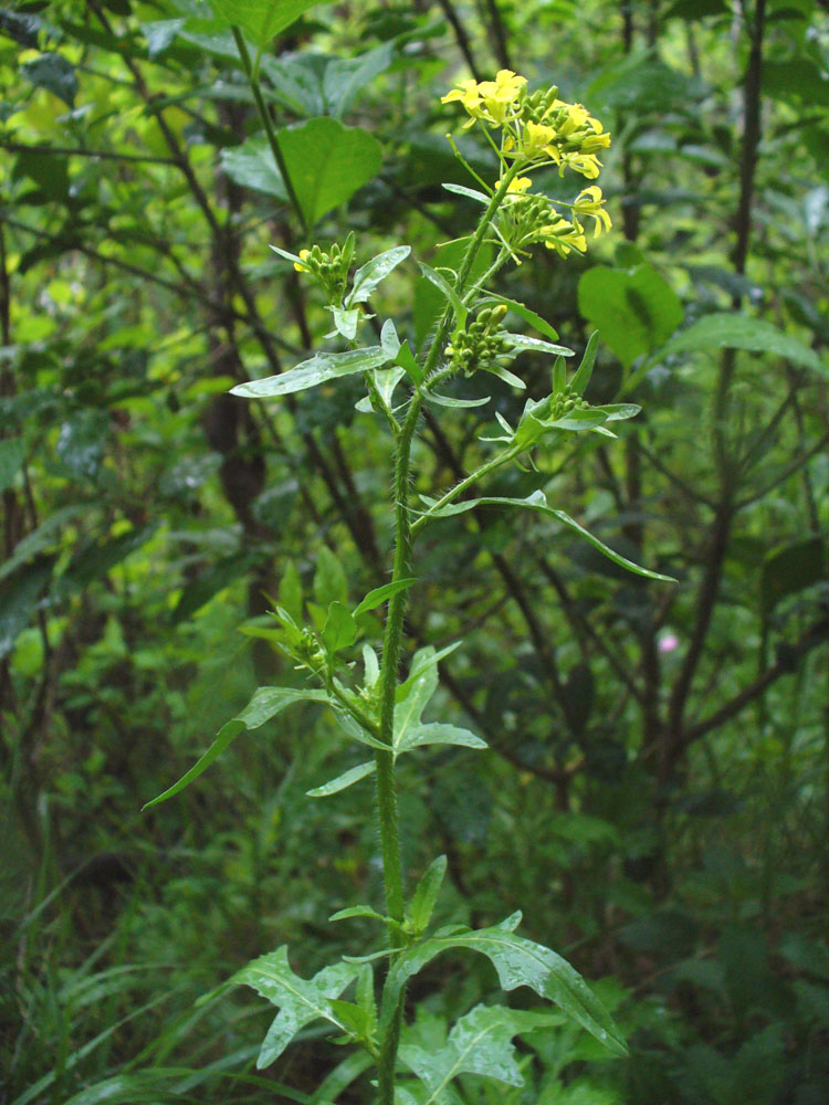 Image of Sisymbrium loeselii specimen.