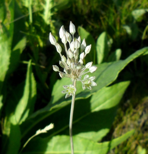 Image of Allium delicatulum specimen.