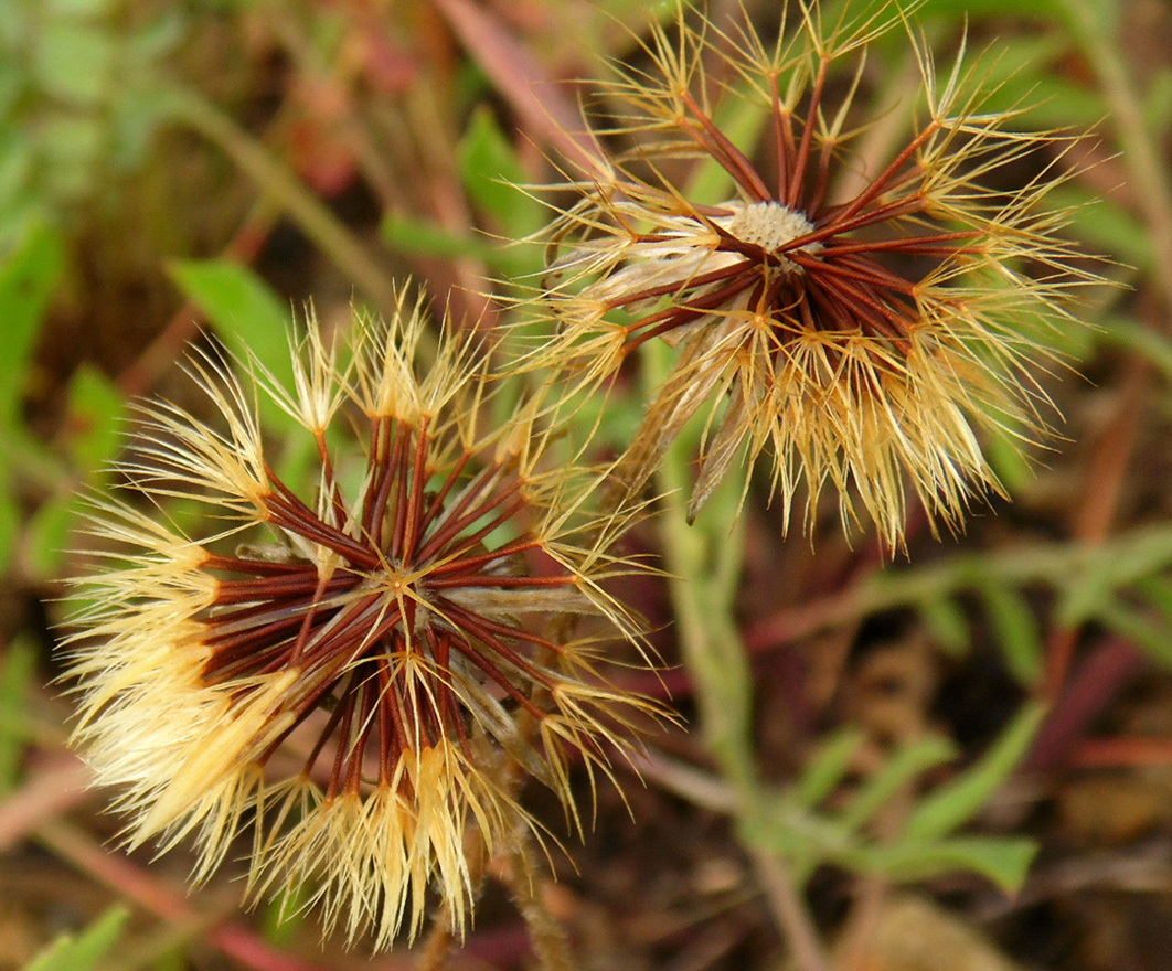 Image of Leontodon biscutellifolius specimen.