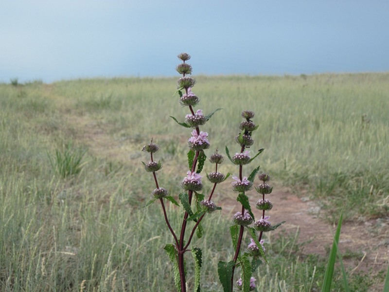 Image of Phlomoides tuberosa specimen.