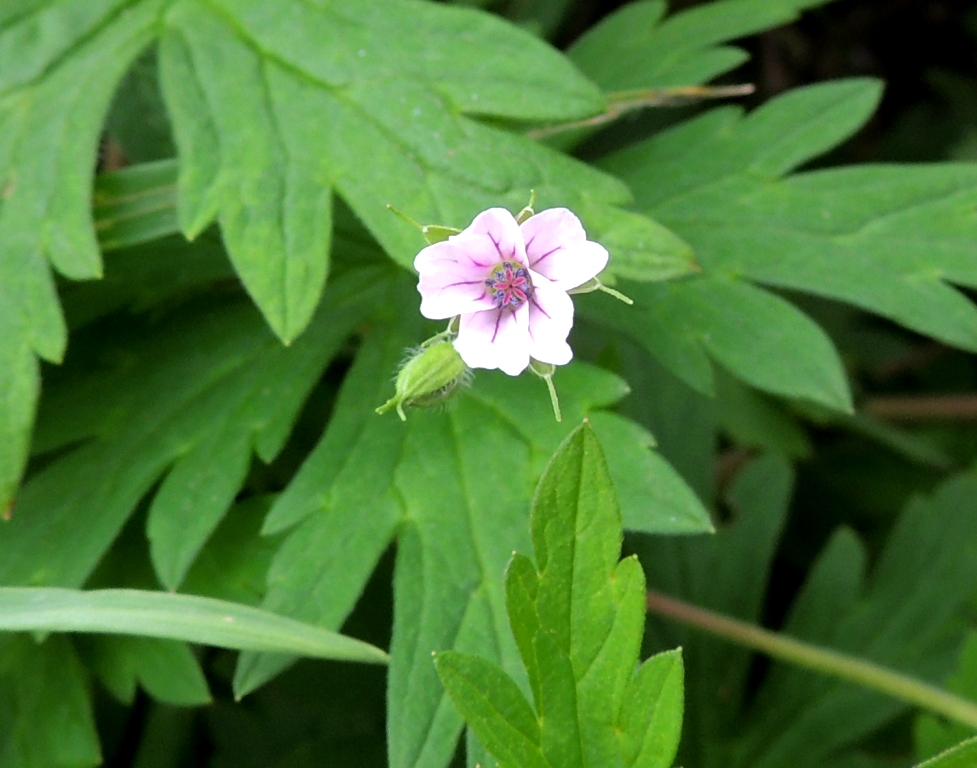 Image of Geranium sibiricum specimen.