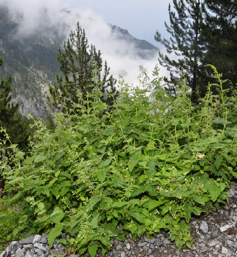 Image of Scrophularia aestivalis specimen.