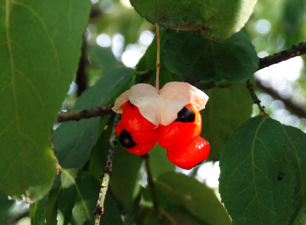 Image of Euonymus verrucosus specimen.