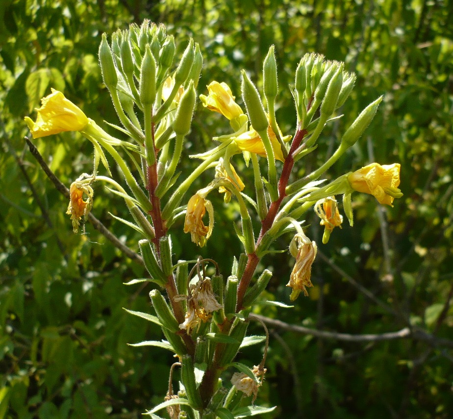 Image of Oenothera rubricaulis specimen.