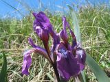 Iris glaucescens. Цветки. Восточный Казахстан, Южный Алтай, хр. Азутау, пер. Мраморный. 10 мая 2013 г.