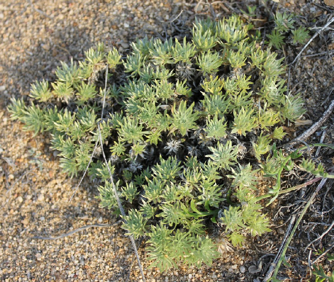 Image of Artemisia cuspidata specimen.