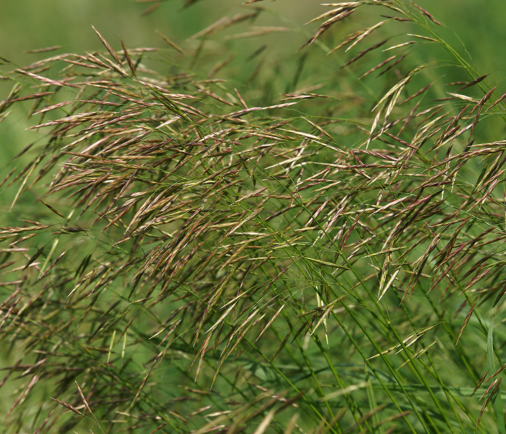 Изображение особи Bromopsis inermis.