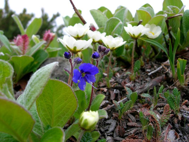 Изображение особи Veronica grandiflora.