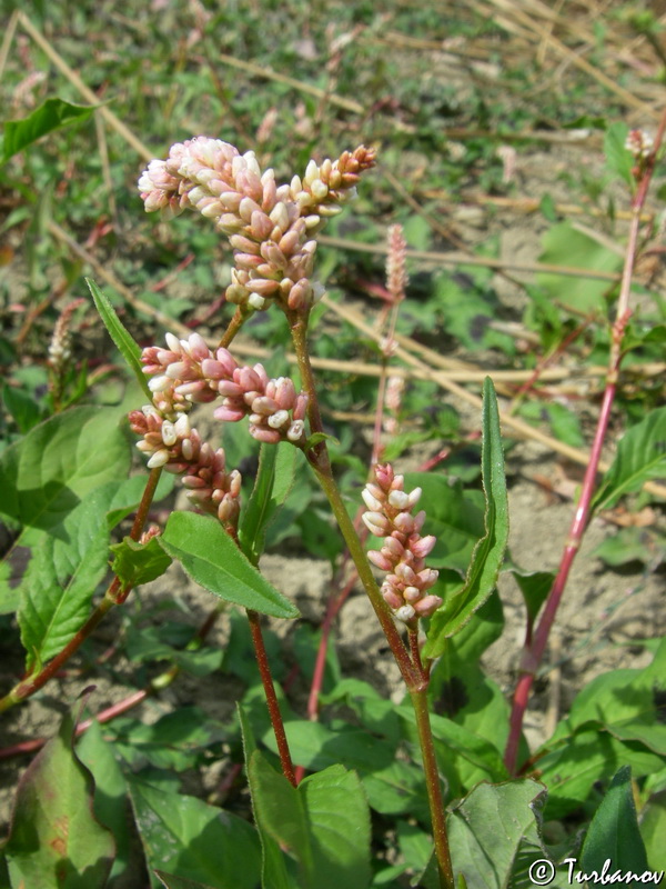 Изображение особи Persicaria lapathifolia.