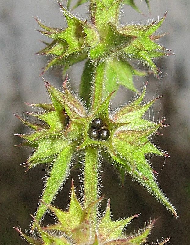 Изображение особи Stachys palustris.