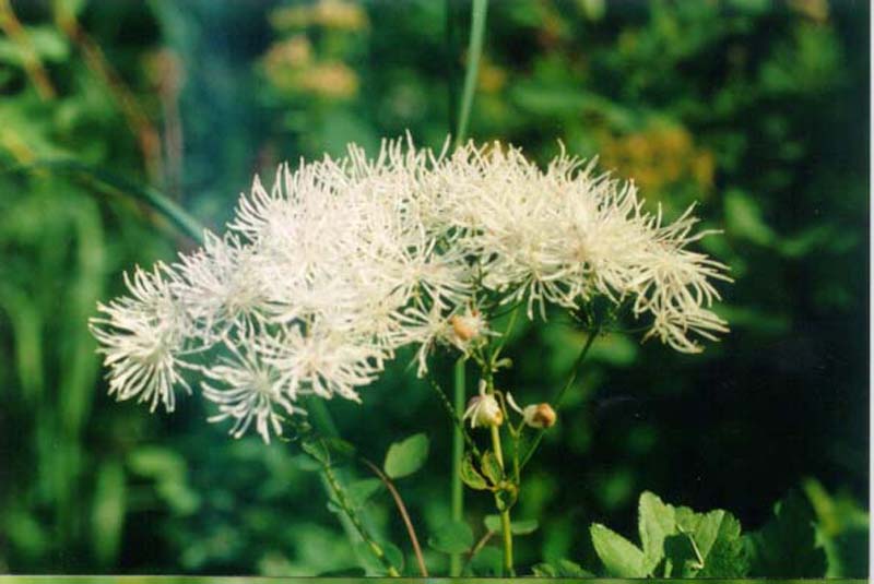 Image of Thalictrum contortum specimen.