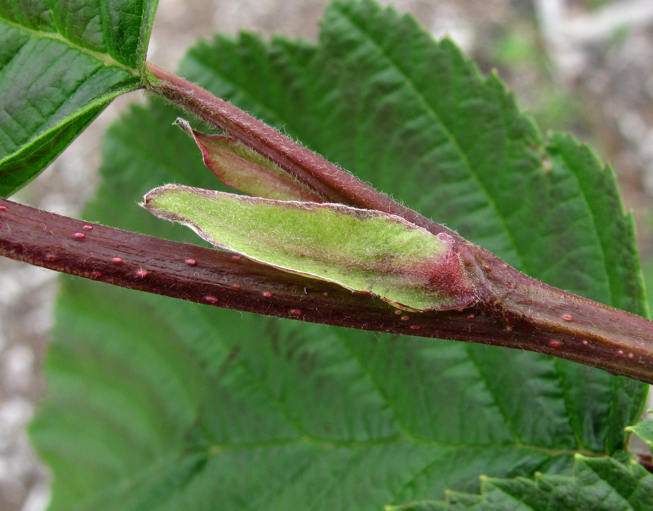 Image of Alnus incana specimen.