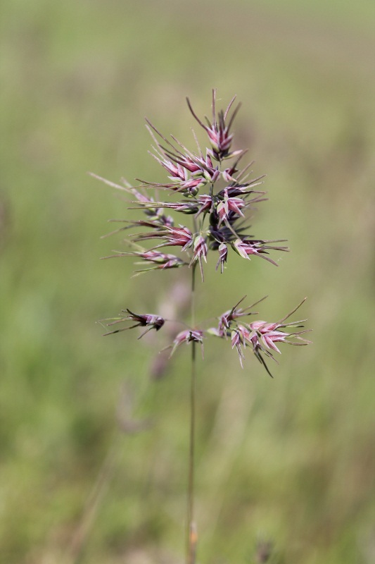 Изображение особи Poa bulbosa ssp. vivipara.