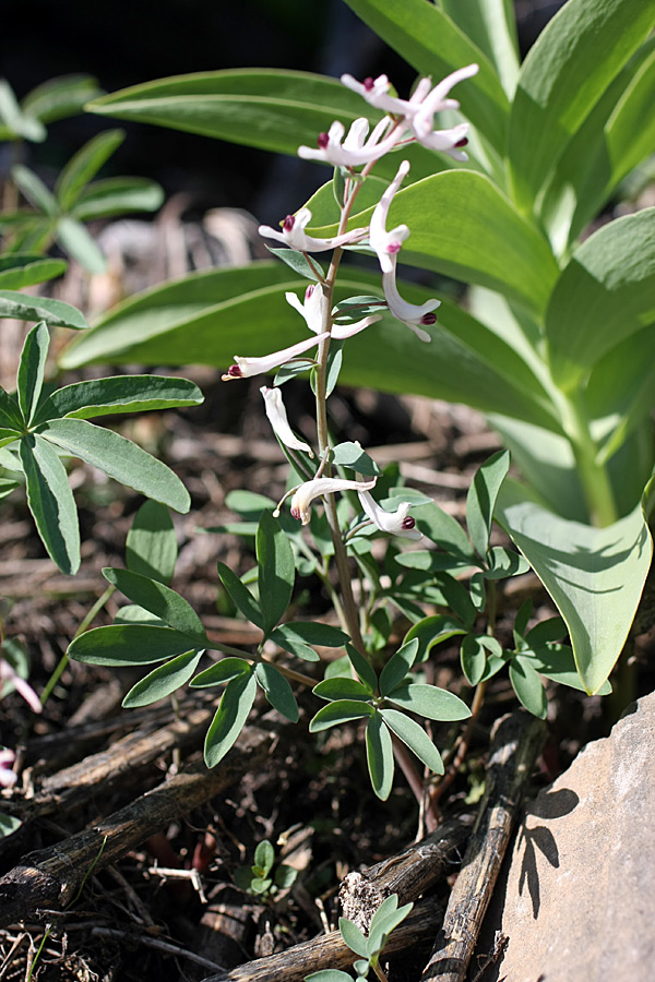 Image of Corydalis ruksansii specimen.