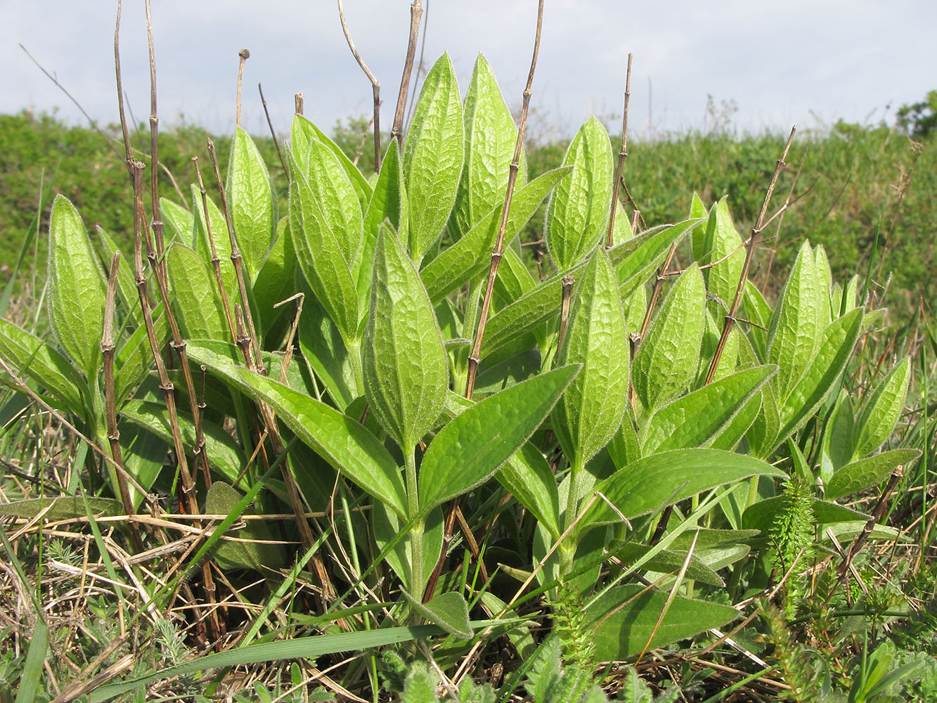 Image of Clematis integrifolia specimen.