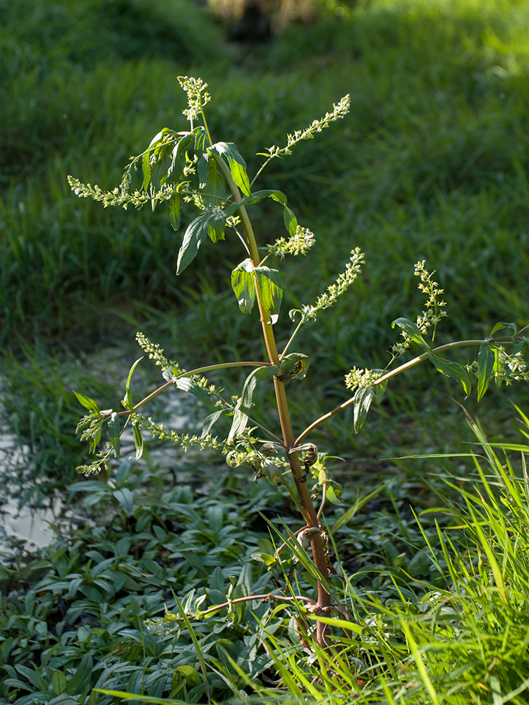 Image of Veronica anagallis-aquatica specimen.