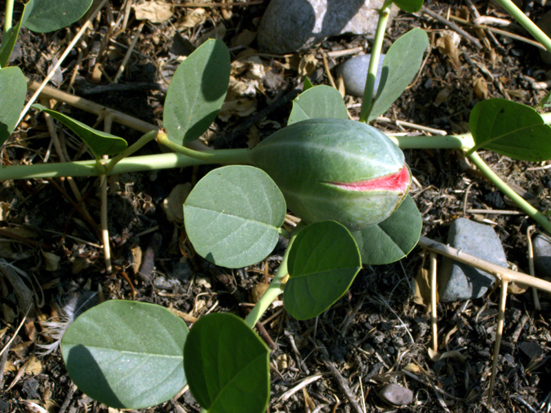 Изображение особи Capparis herbacea.