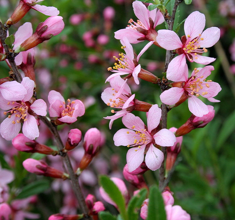 Изображение особи Amygdalus nana.