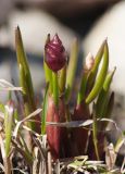 Allium atrosanguineum. Зацветающее растение. Мурманск, МГГУ, в культуре. 05.05.2015.