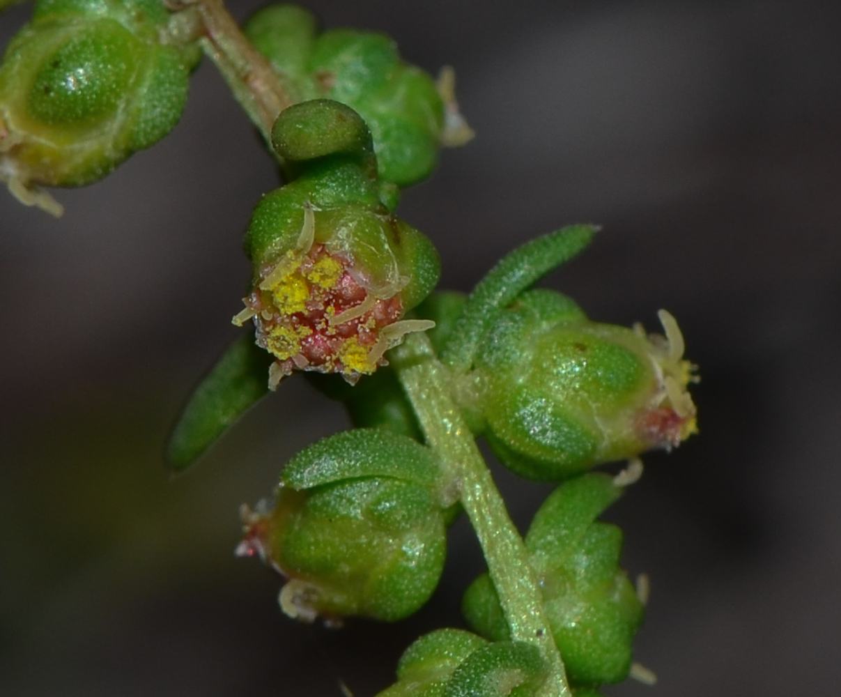 Image of Artemisia monosperma specimen.